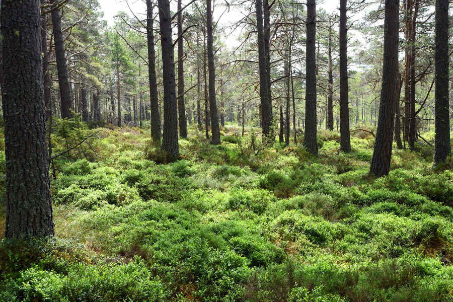 Earth Day 2026 Blog - 1 Earth Day 2026 Blog - 1