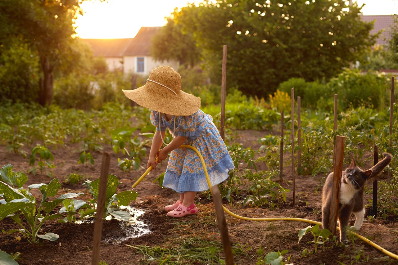 Little girl in a big straw hat and flower dress watering vegetable garden,  water supply, irrigation