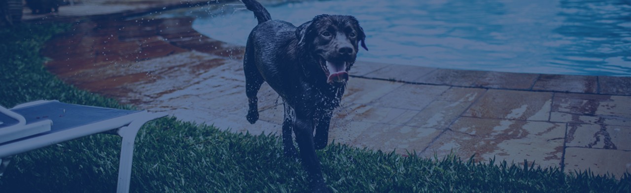 Dog running by the pool