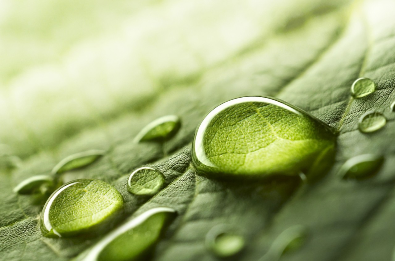 Large beautiful drops of transparent rain water on a green leaf macro. Drops of dew in the morning glow in the sun. Beautiful leaf texture in nature. Natural background